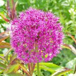 Allium