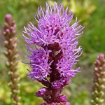 Liatris